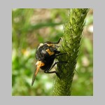 Mesembrina meridiana - Rinderfliege 04.jpg